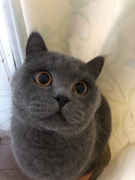 猫 ブリティッシュショートヘア 弥太郎の写真