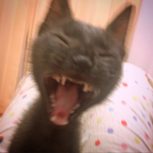 猫 黒猫 コスモの写真