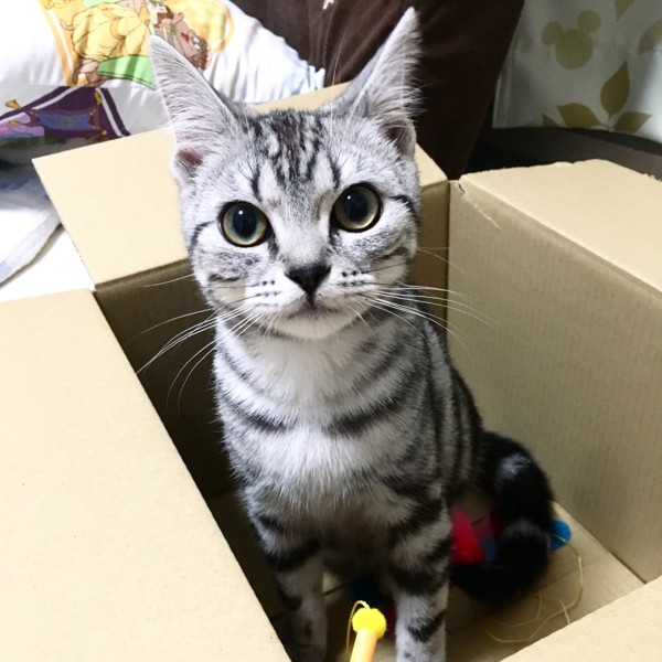 猫 アメリカンショートヘア リノの写真
