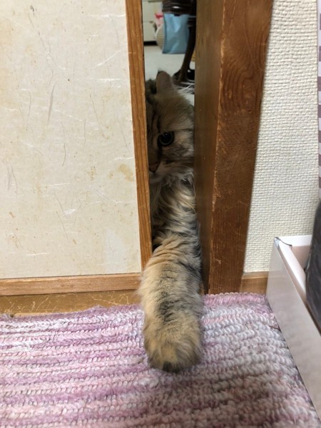 猫 アメリカンカール まりんの写真