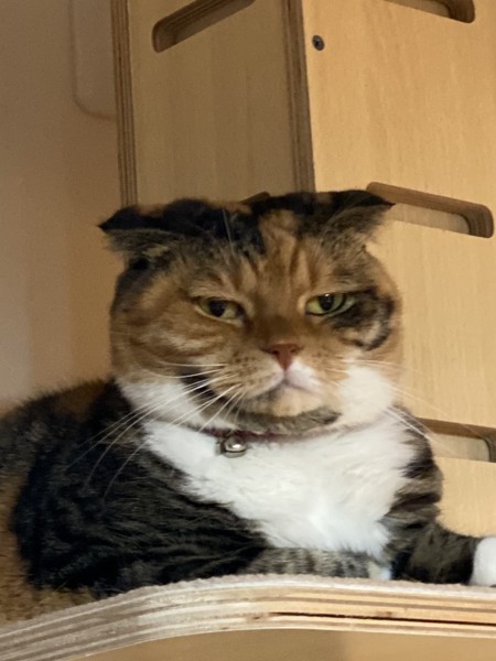 猫 スコティッシュフォールド トトの写真