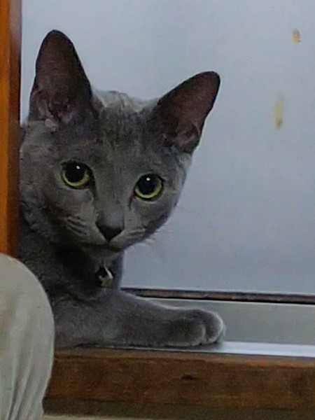 猫 ロシアンブルー ルルの写真