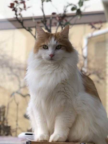 猫 メインクーン 茶太郎の写真