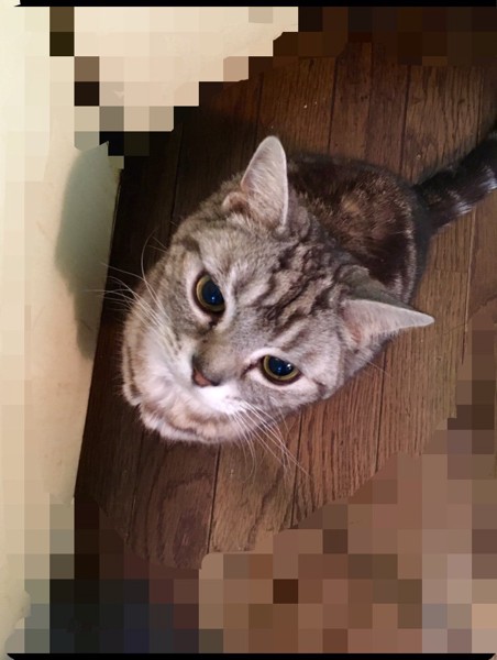 猫 アメリカンショートヘア リキの写真