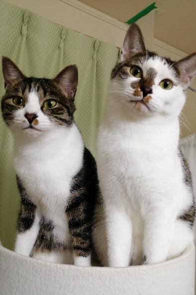 猫 キジシロ メリー&シャアの写真