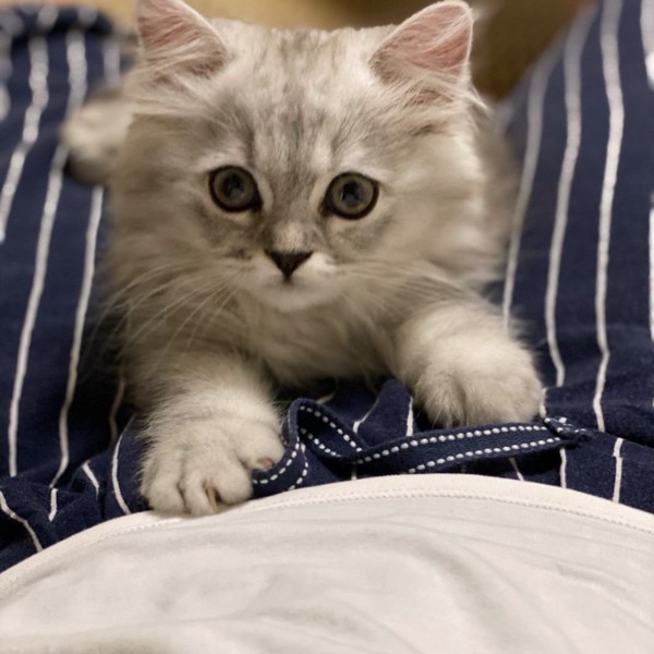 猫 ミヌエット テンテンの写真