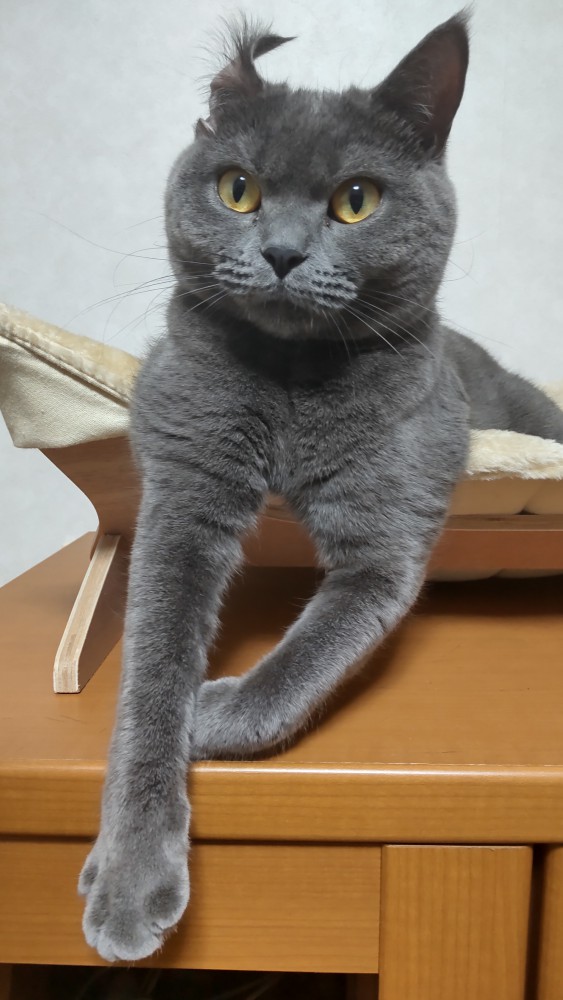 猫 ブリティッシュショートヘア しらべの写真