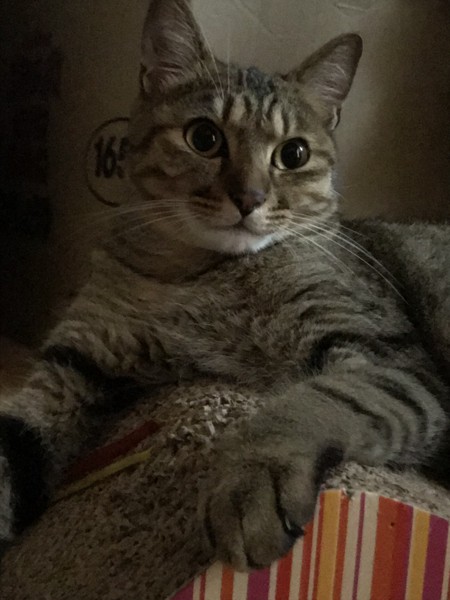 猫 キジトラ べガの写真
