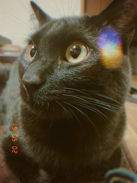 猫 黒猫 大和の写真