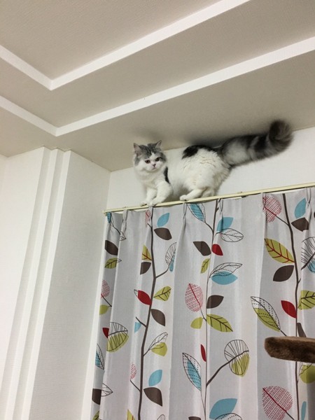 猫 スコティッシュフォールド 銀次郎の写真