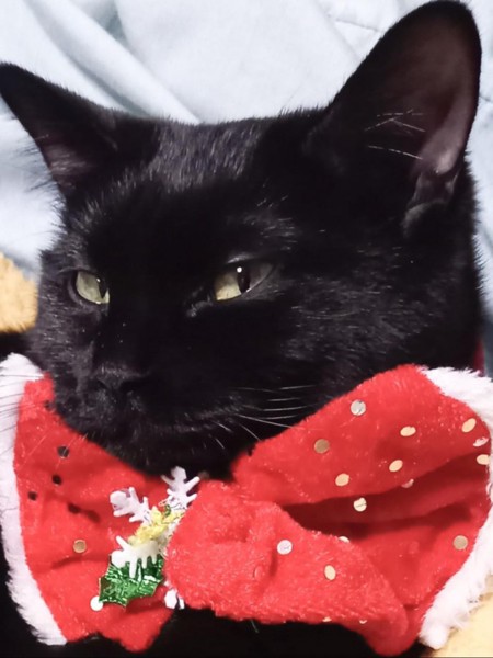 猫 黒猫 ムーちゃんの写真