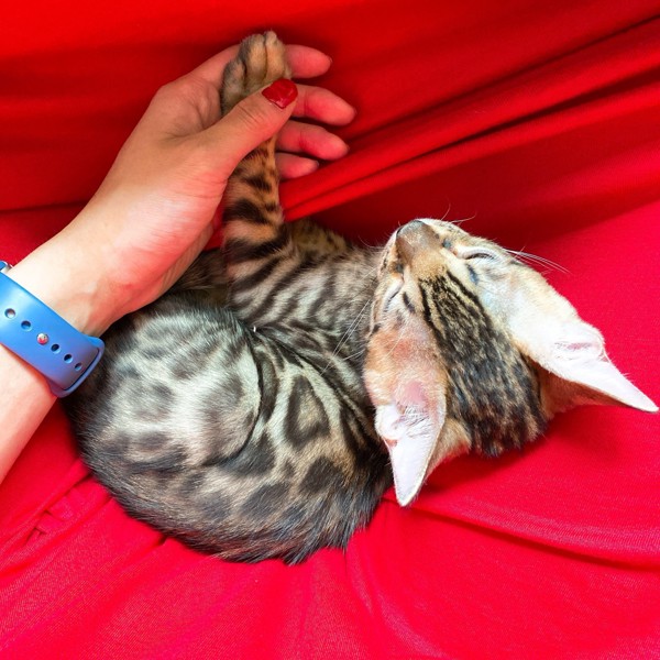 猫 ベンガル リンハオの写真