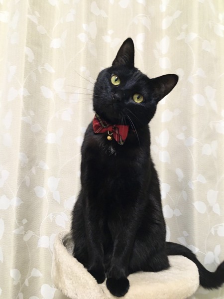 猫 黒猫 レンの写真