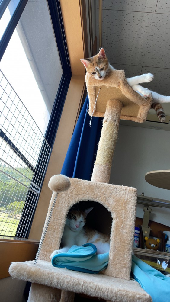 猫 三毛猫 モモとハナの写真