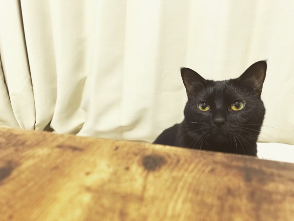 猫 黒猫 テテの写真