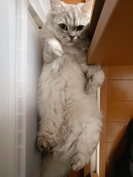 猫 ミヌエット テンテンの写真