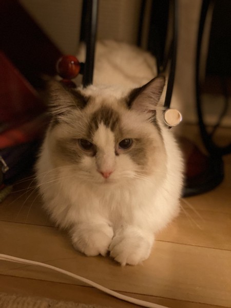 猫 ラグドール Arielの写真