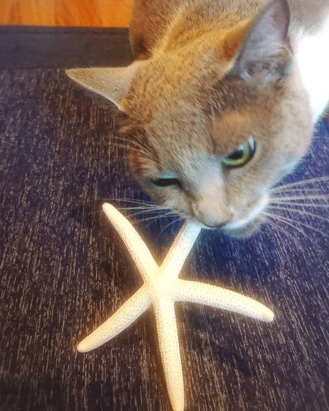 猫 スコティッシュフォールド ラテの写真