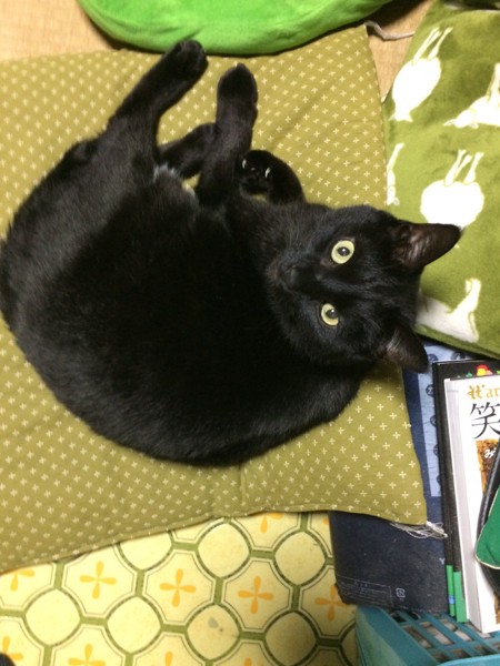 猫 黒猫 モスの写真