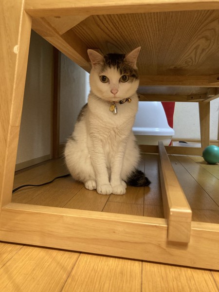 猫 キジシロ 小梅の写真
