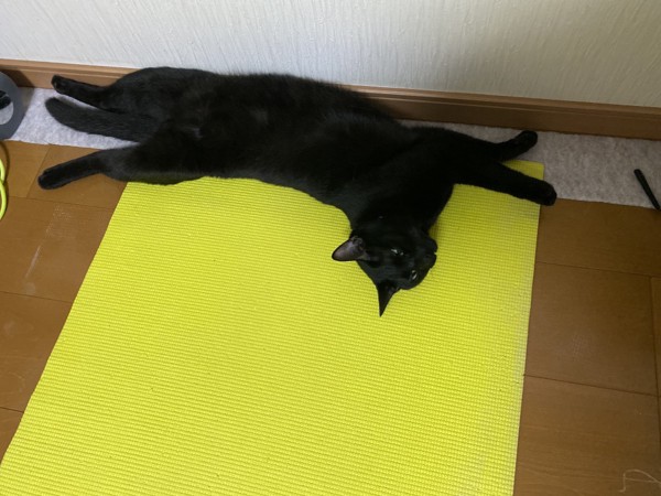 猫 黒猫 フクの写真