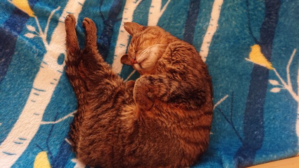 猫 キジトラ コスモの写真