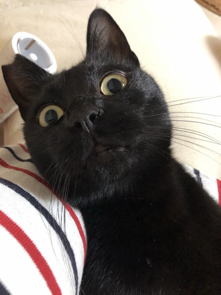 猫 黒猫 ゴリの写真