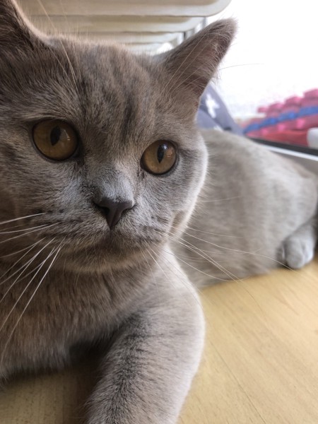 猫 ブリティッシュショートヘア リヴァイの写真