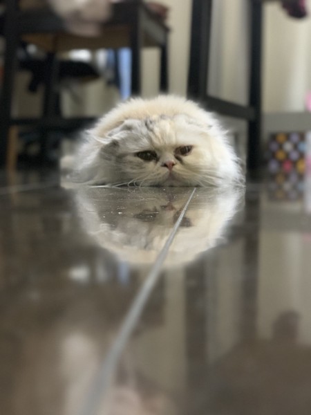 猫 スコティッシュフォールド リゼの写真