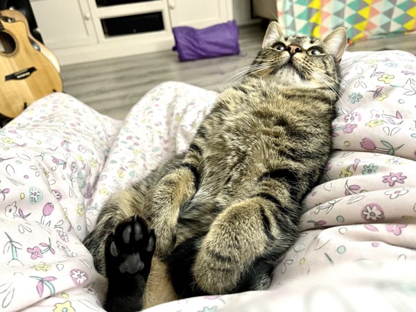 猫 キジトラ ルナの写真