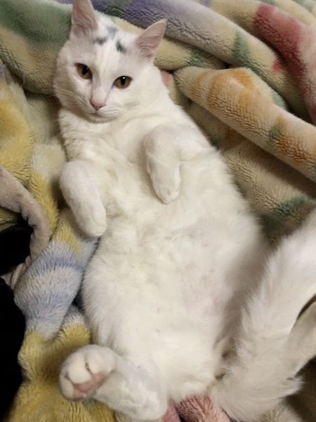 毛布の上で甘える猫