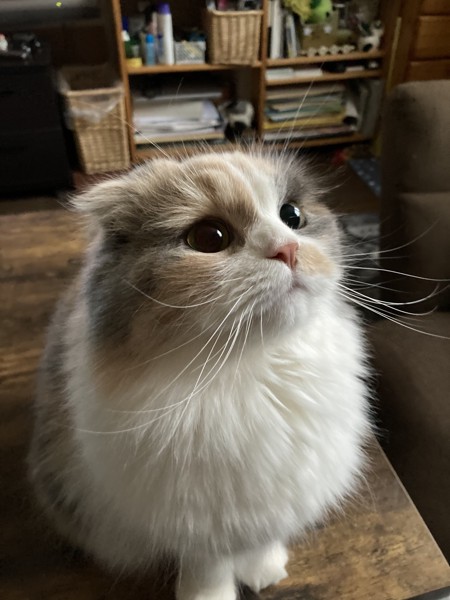 猫 スコティッシュフォールド 姫の写真