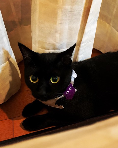 猫 黒猫 くぅちゃんの写真