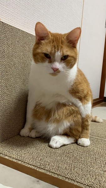 猫 スコティッシュフォールド ダイゴの写真