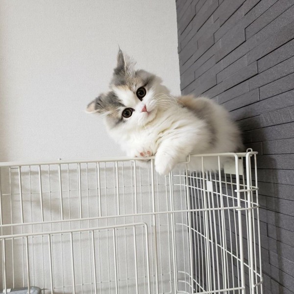 猫 ミヌエット ラテの写真