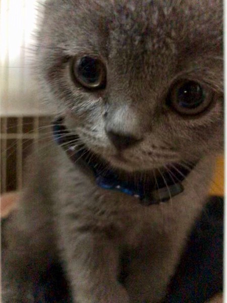 猫 ブリティッシュショートヘア リオルの写真