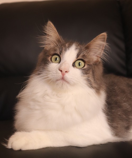 猫 ノルウェージャンフォレストキャット 王雅の写真