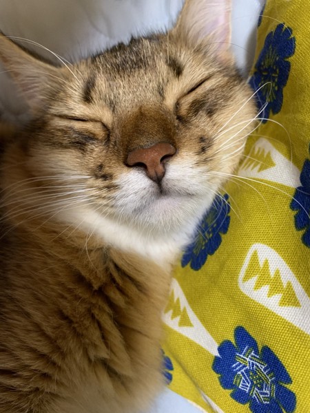 猫 ソマリ チャチャの写真