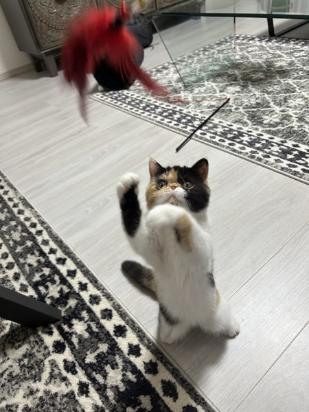 猫 エキゾチックショートヘア アンちゃんの写真
