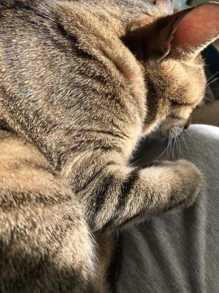 猫 キジトラ ジローの写真