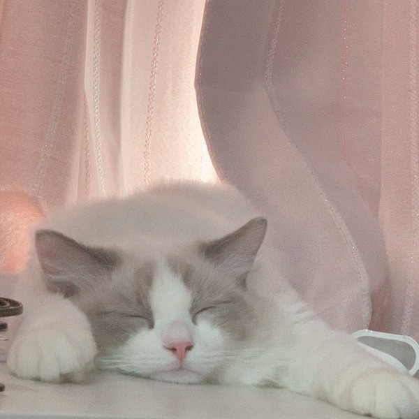 猫 ラグドール ミウラの写真