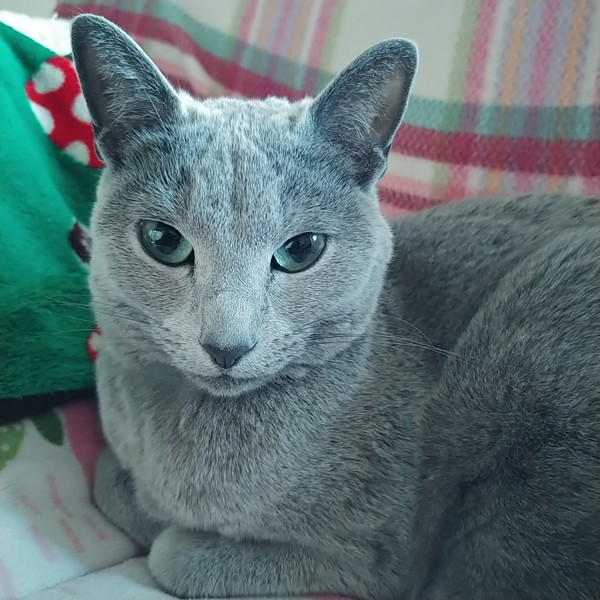 猫 ロシアンブルー グレーテルの写真