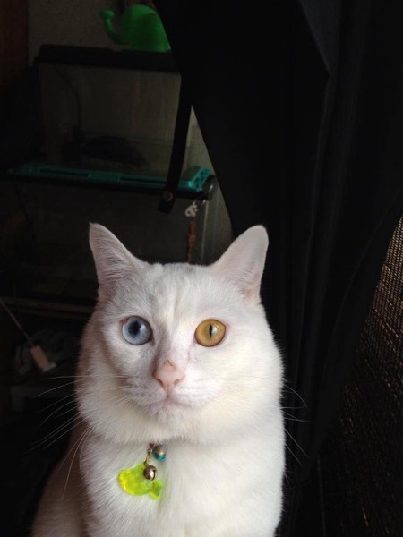 猫 白猫 ハクの写真