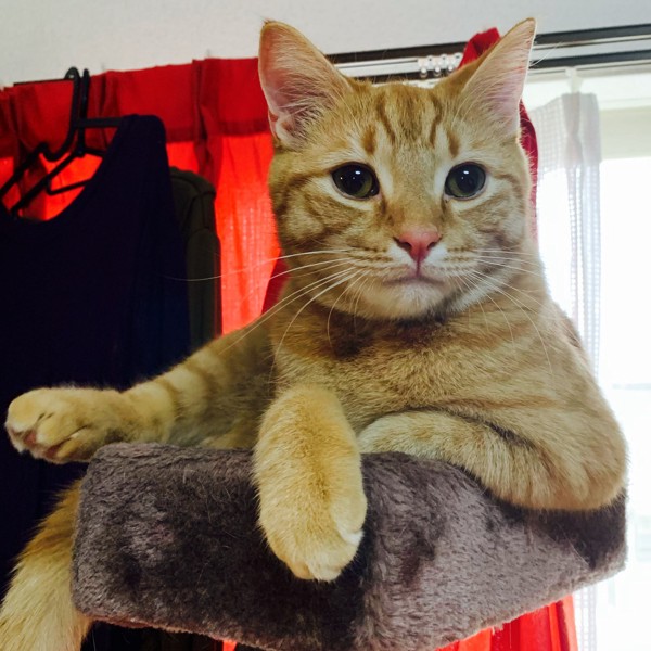 猫 マンチカン ボブの写真