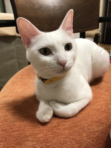 猫 白猫 プティの写真
