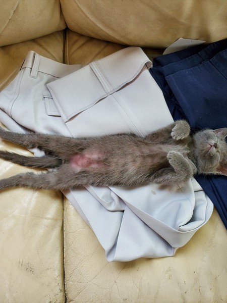 猫 ロシアンブルー ルナーの写真