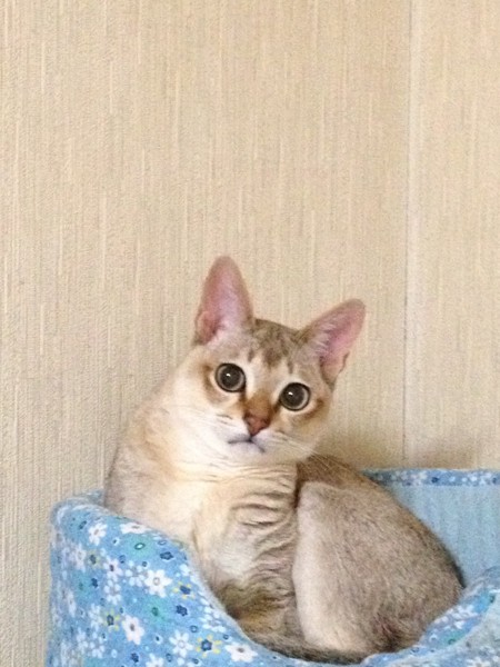 猫 シンガプーラ ちょびの写真