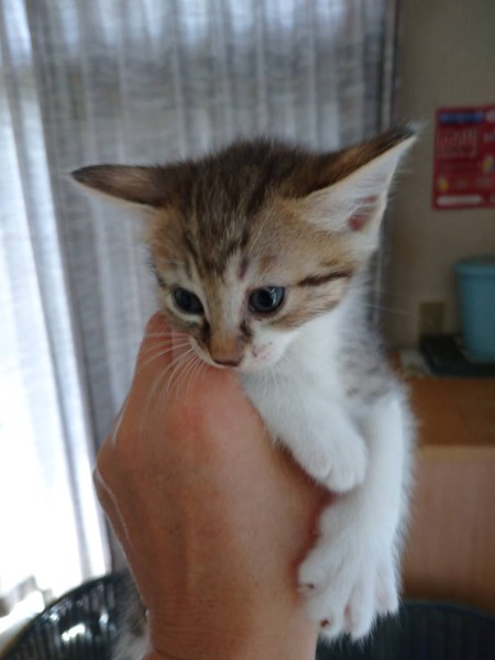 猫 キジシロ ライラの写真