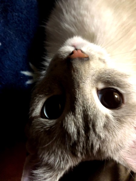 猫 白猫 瞳の写真