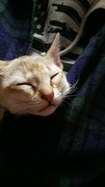 猫 シンガプーラ 麦ちゃんの写真